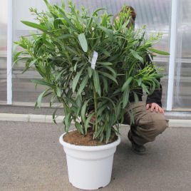 nerium oleander alba 1